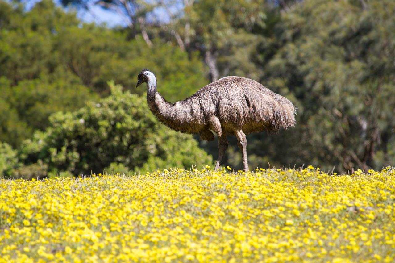emu-mount-gambier