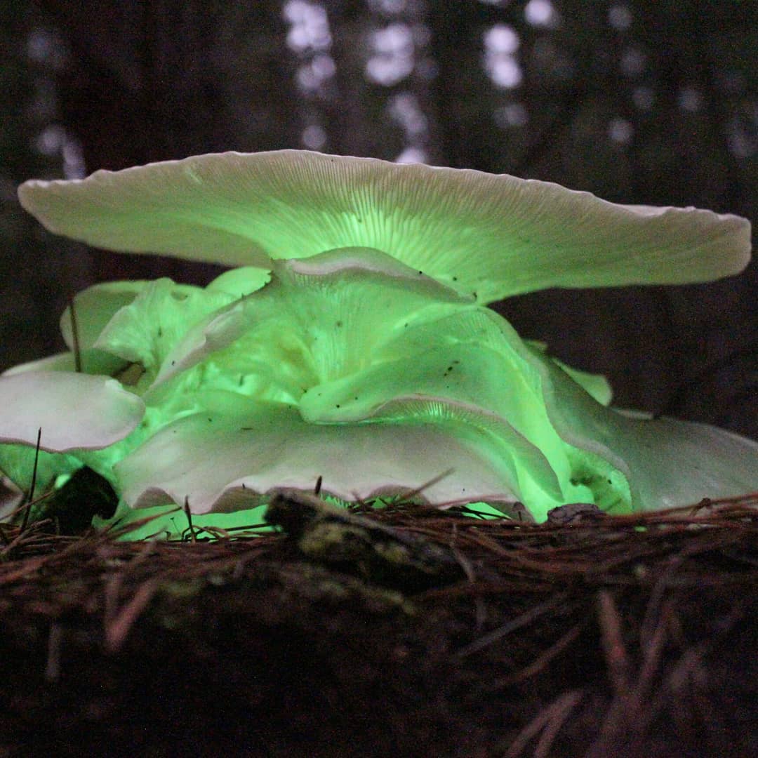 Ghost Mushrooms - Mount Gambier
