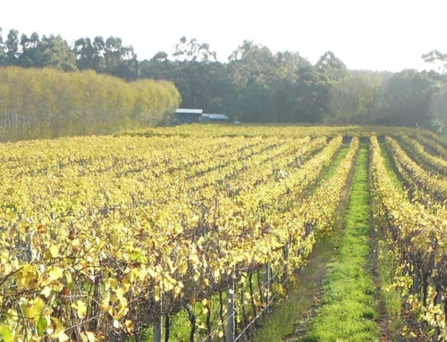 Looking for a winery near Mount Gambier?