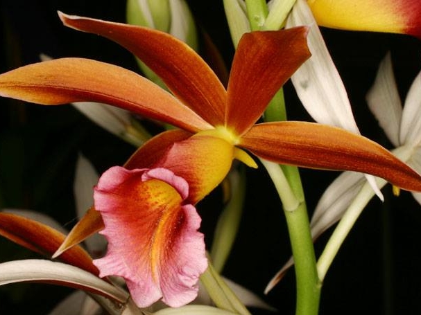 Mount Gambier Orchid Show